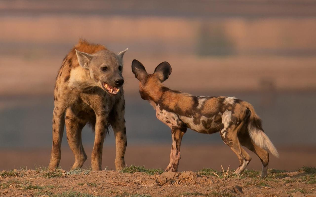 Msandile River Lodge Kakumbi Bagian luar foto