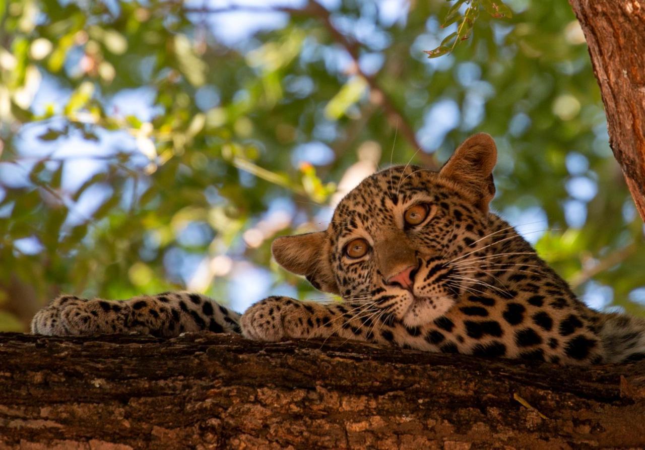 Msandile River Lodge Kakumbi Bagian luar foto