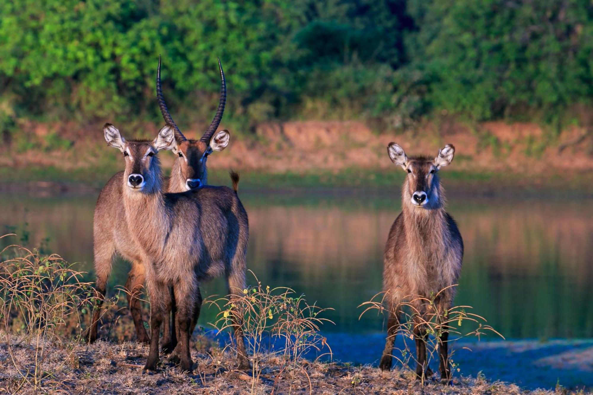 Msandile River Lodge Kakumbi Bagian luar foto
