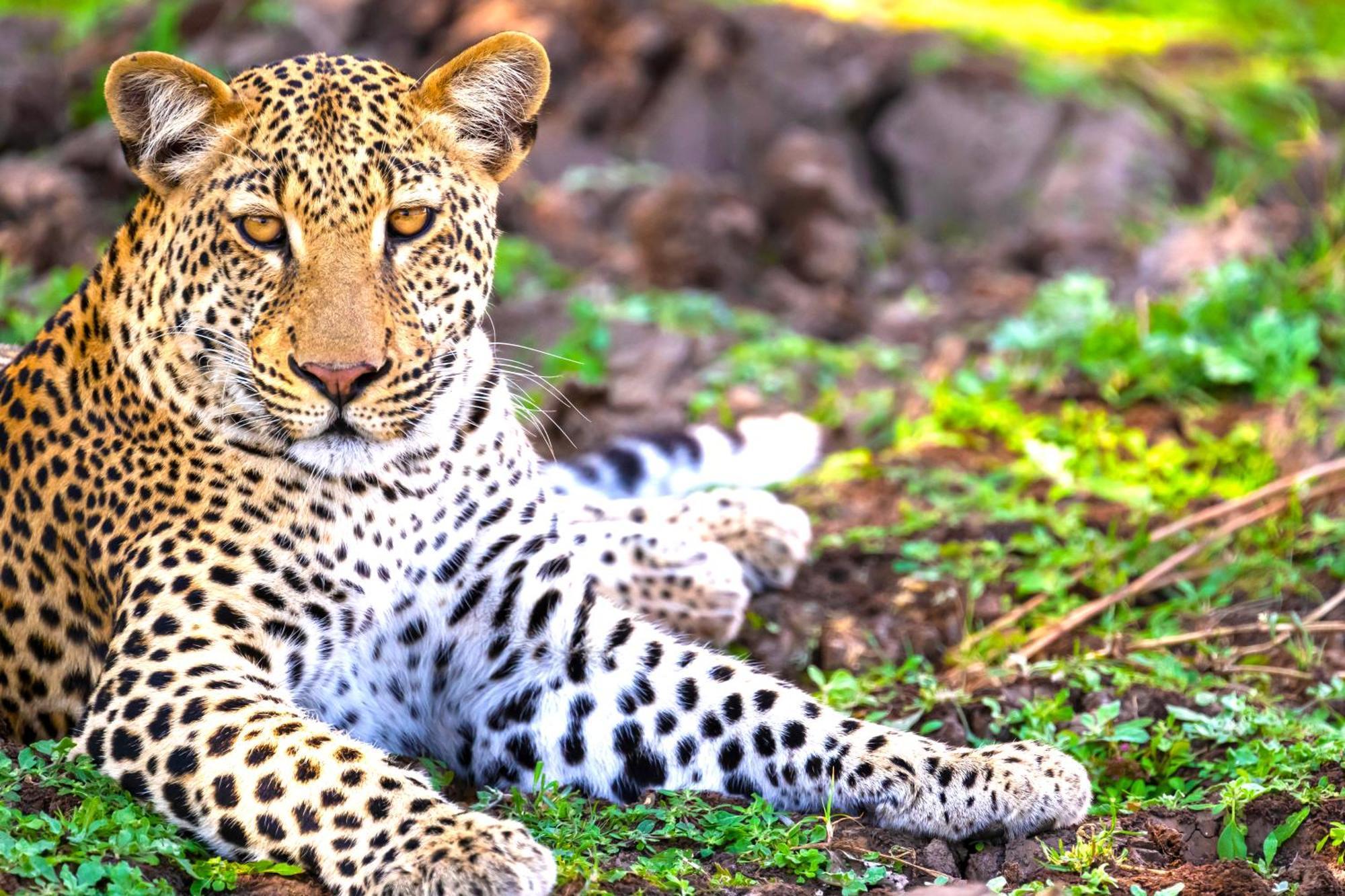Msandile River Lodge Kakumbi Bagian luar foto