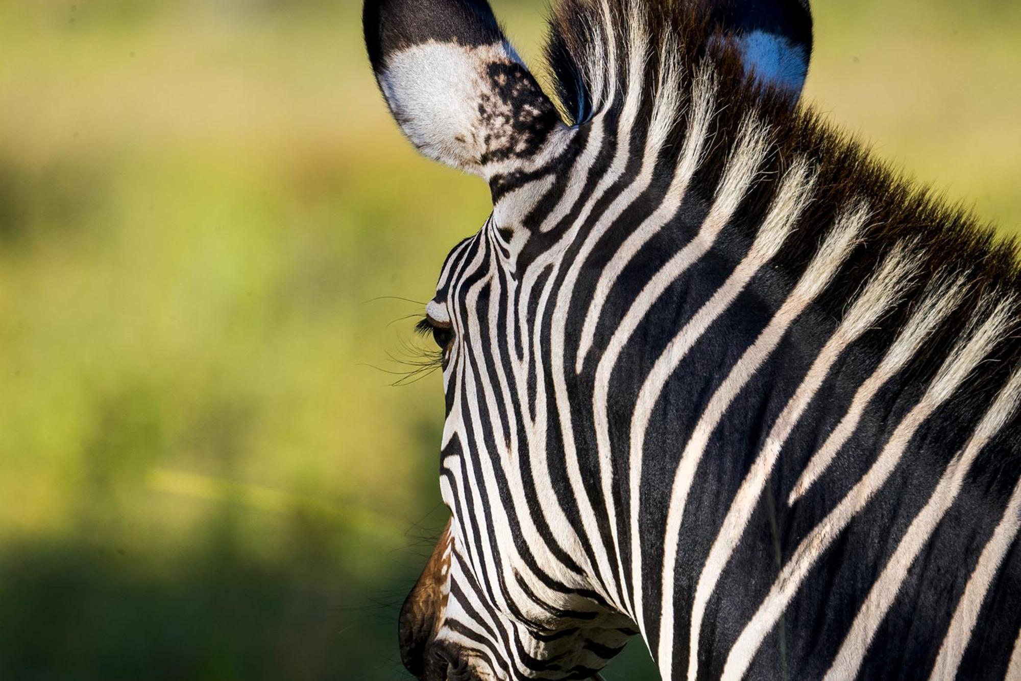 Msandile River Lodge Kakumbi Bagian luar foto