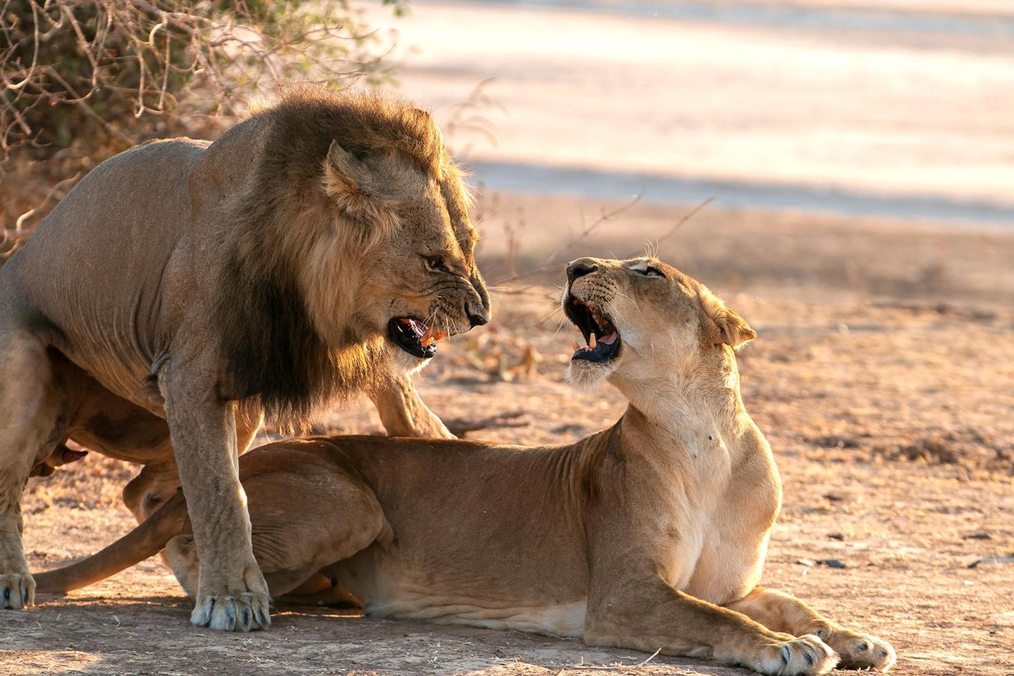 Msandile River Lodge Kakumbi Bagian luar foto