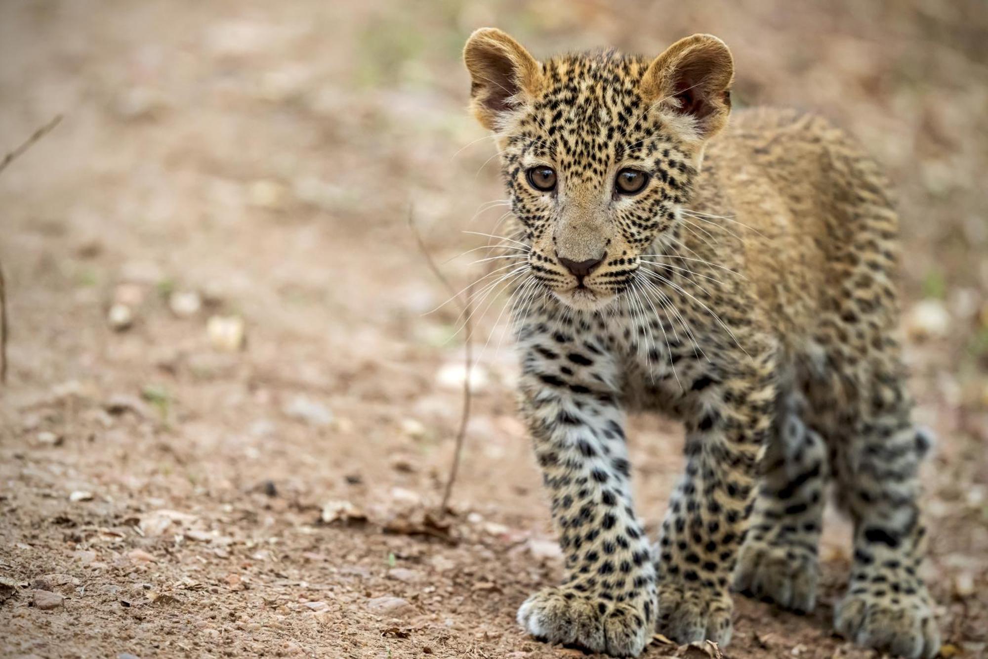 Msandile River Lodge Kakumbi Bagian luar foto